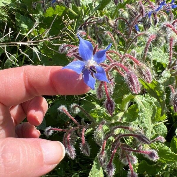 Borago officinalis Flor