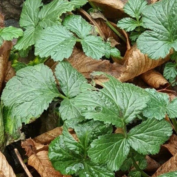 Geum macrophyllum Leaf