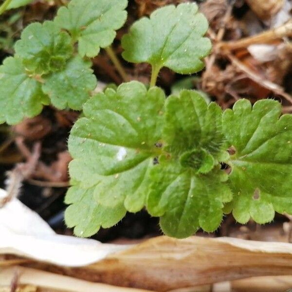 Veronica cymbalaria Leaf