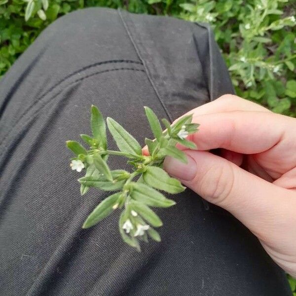 Amsinckia menziesii Levél