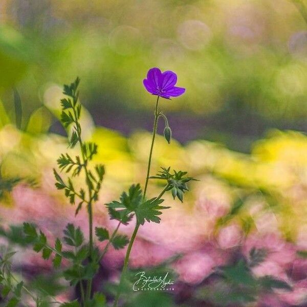 Geranium palustre Bloem