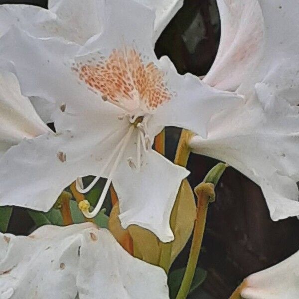 Rhododendron maximum Kwiat