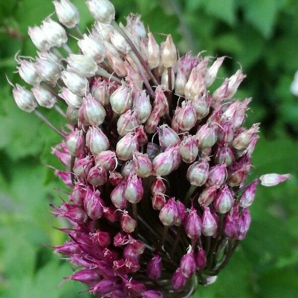 Allium ampeloprasum Blomst