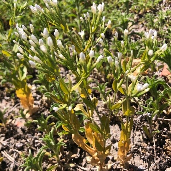 Centaurium tenuiflorum Lapas