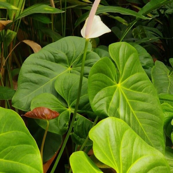 Anthurium faustomirandae Листок