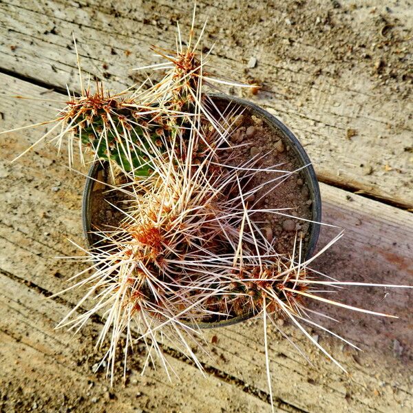 Opuntia polyacantha Blad