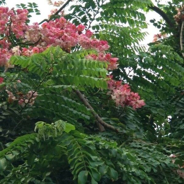 Cassia javanica Blomst