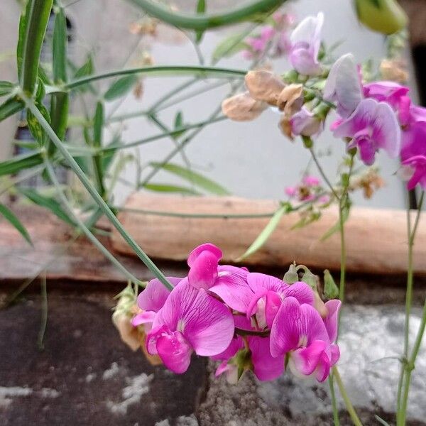 Lathyrus odoratus Cvet