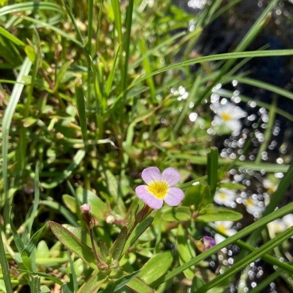 Gratiola linifolia Kvet