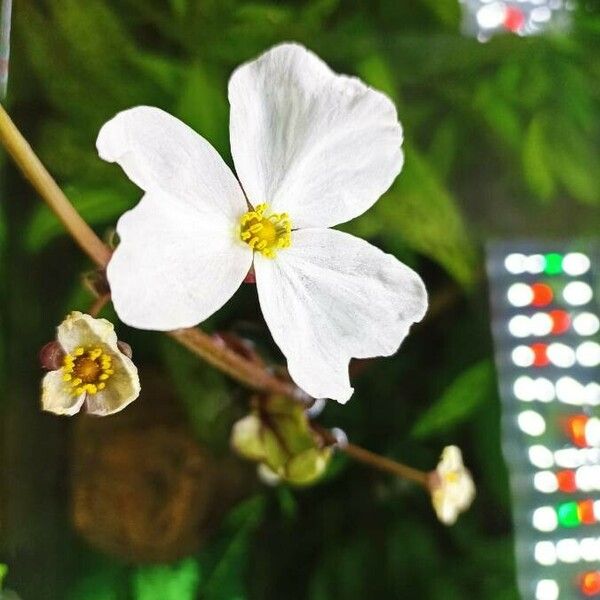 Aquarius cordifolius Flower