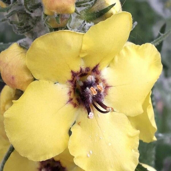 Verbascum boerhavii Flower