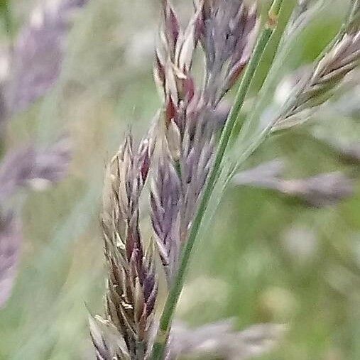 Festuca rubra Blomst