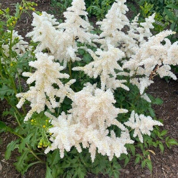 Holodiscus discolor Flors