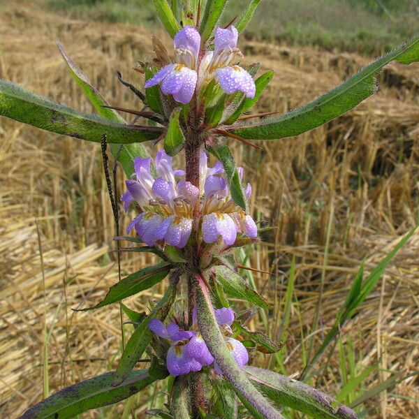 Hygrophila auriculata फूल