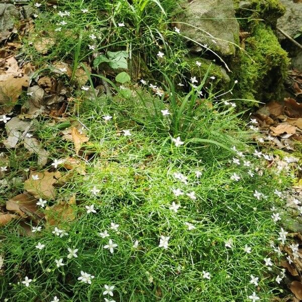 Moehringia muscosa Õis