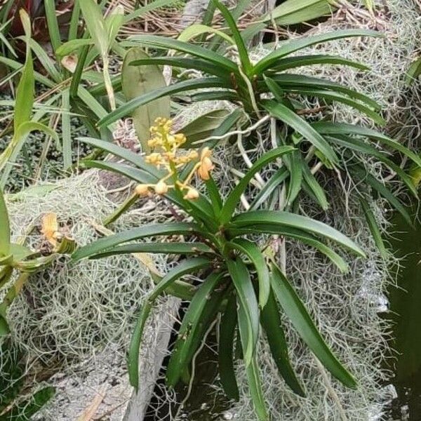 Vanda coerulea Λουλούδι