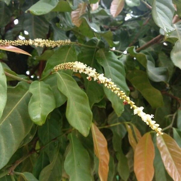 Coccoloba acuminata Cvet