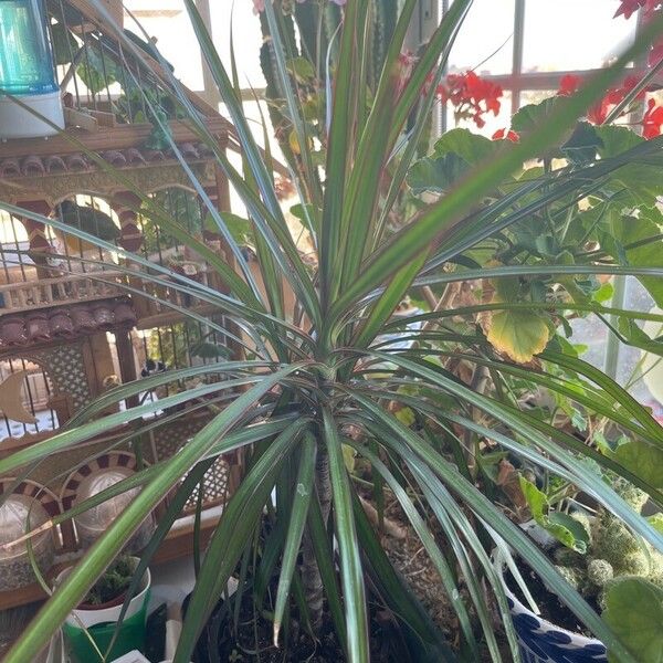 Dracaena reflexa Liść