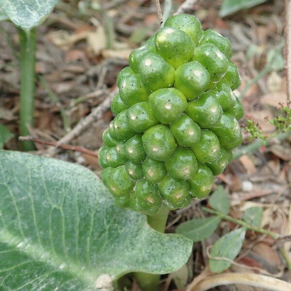 Arum pictum Fruit