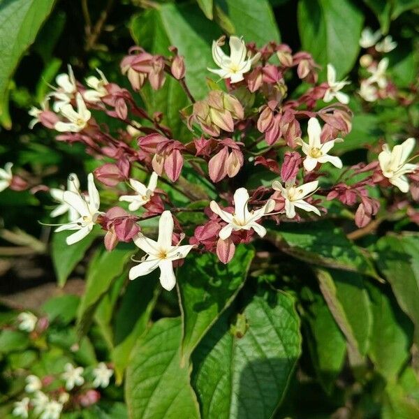 Clerodendrum trichotomum Flower