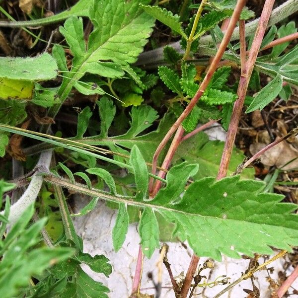 Scabiosa cinerea Folha