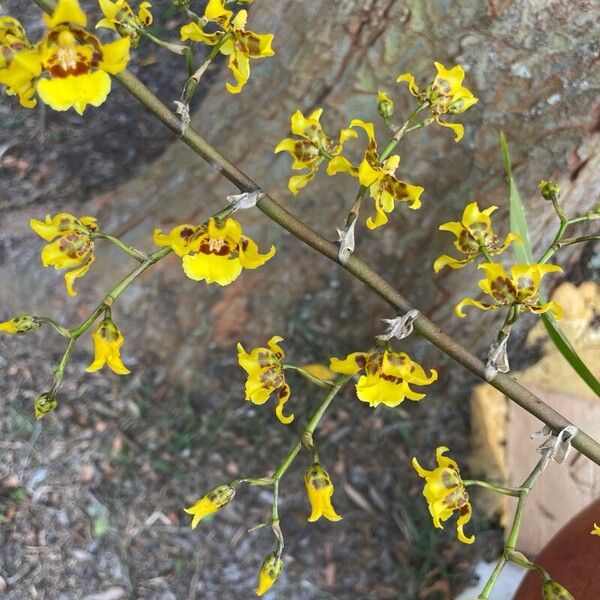 Oncidium sphacelatum Flower