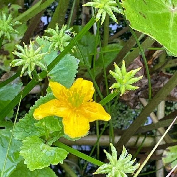 Caltha palustris 花