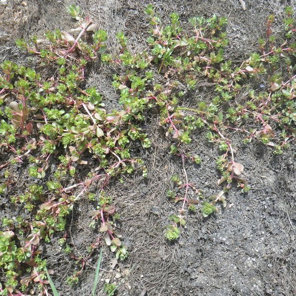 Lythrum borysthenicum Tervik taim