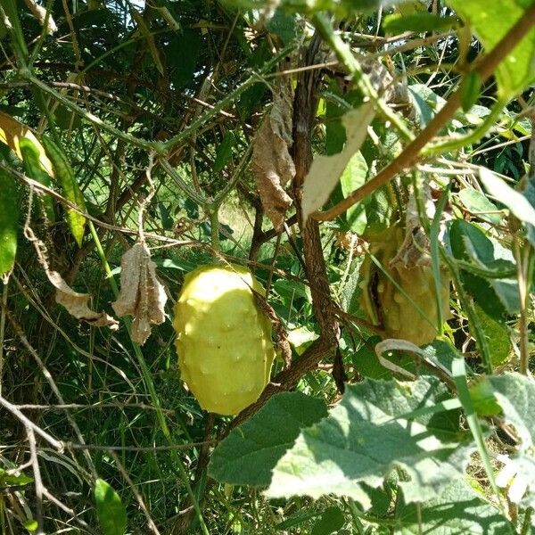 Cucumis prophetarum Blatt