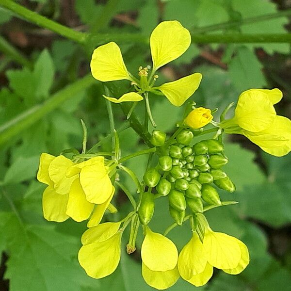 Sinapis alba Floare