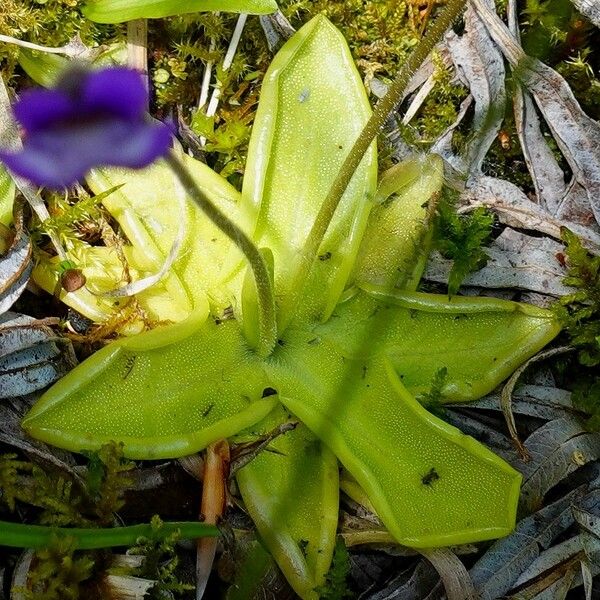 Pinguicula vulgaris List