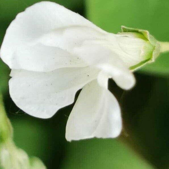 Thunbergia laevis Fleur