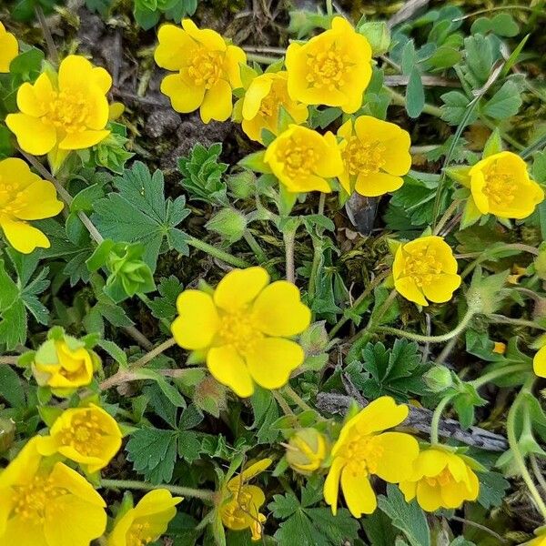 Potentilla verna Blomst