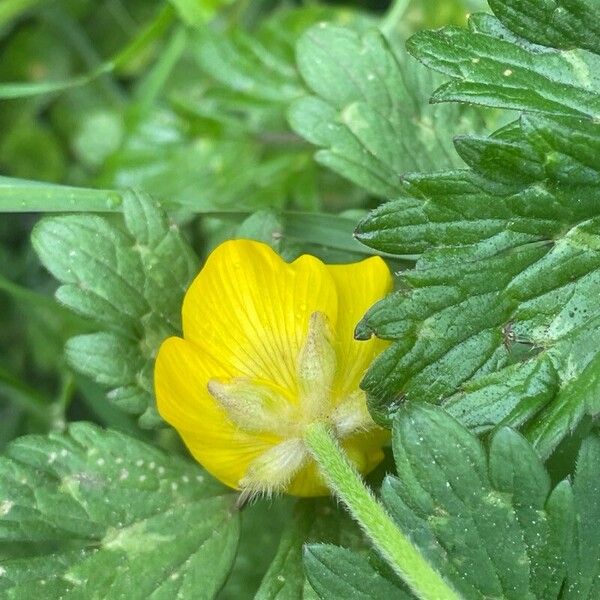 Ranunculus repens Flower