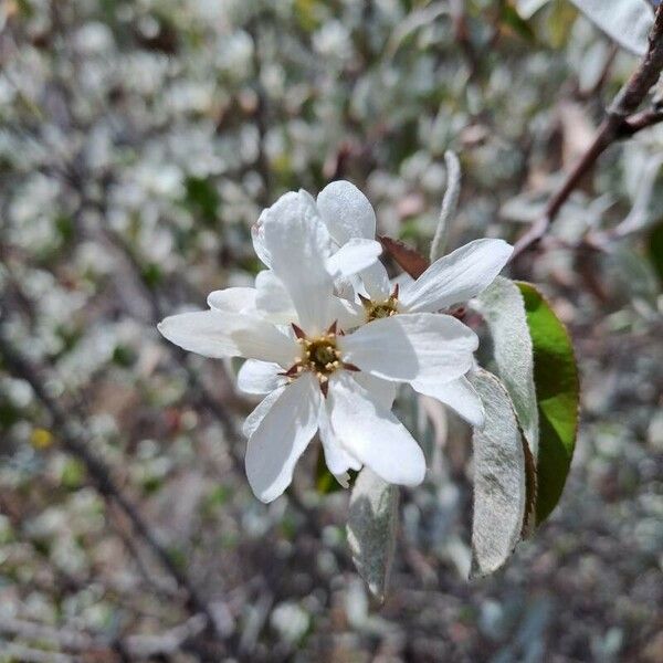 Amelanchier ovalis Blomst