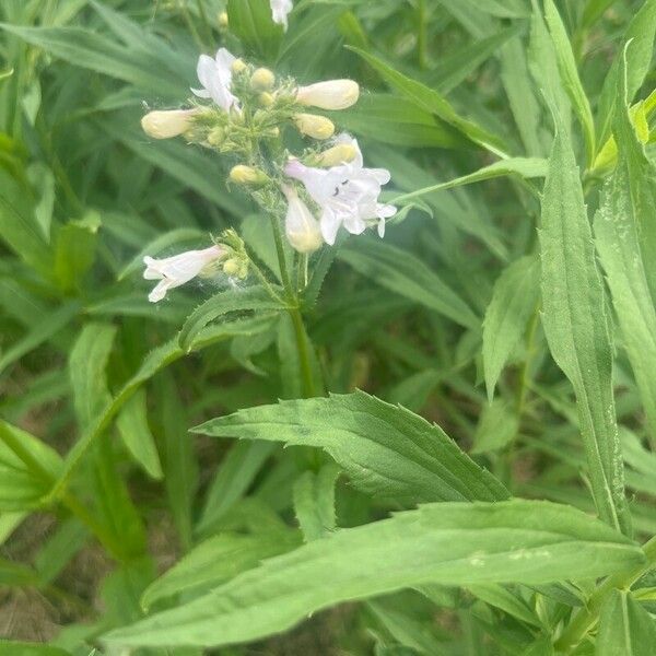 Penstemon pallidus Flower