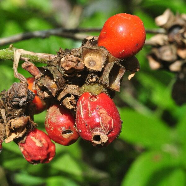 Aegiphila vitelliniflora Fruit