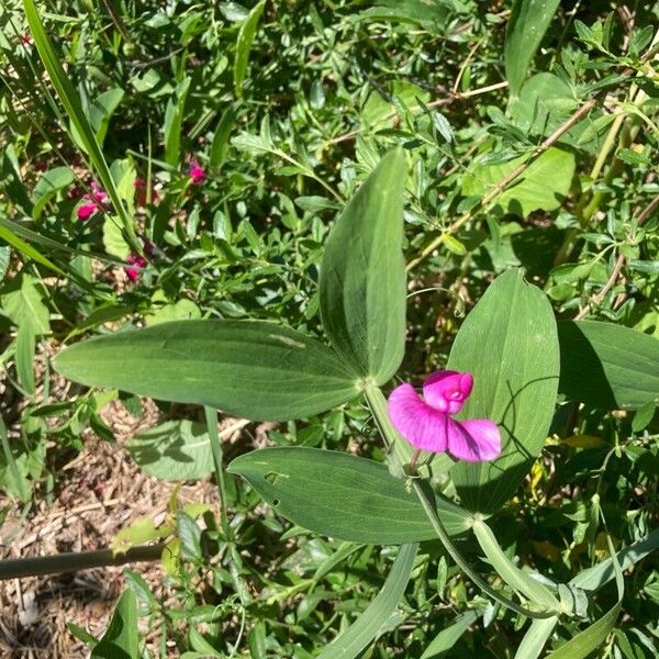 Lathyrus latifolius Leaf