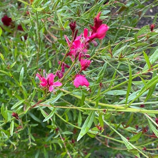 Oenothera lindheimeri Folha