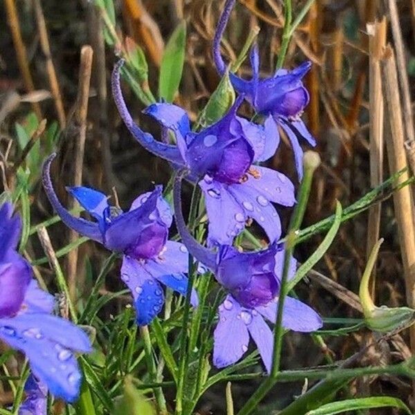 Delphinium consolida Λουλούδι