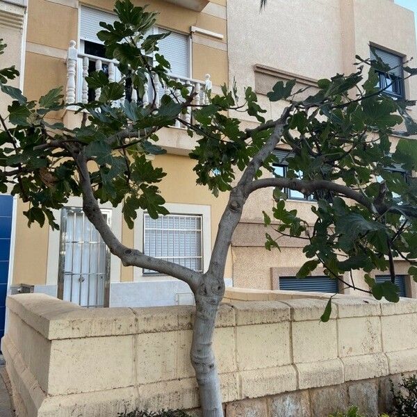 Ficus carica Blad
