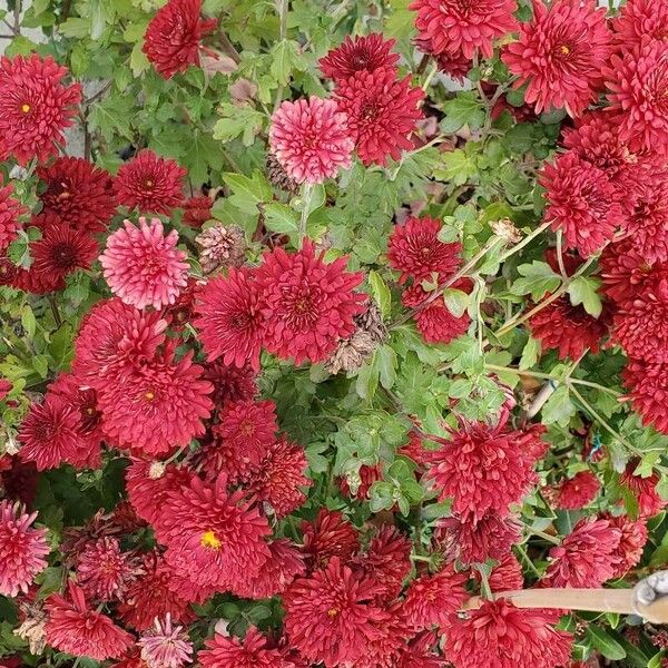 Chrysanthemum × grandiflorum Flower