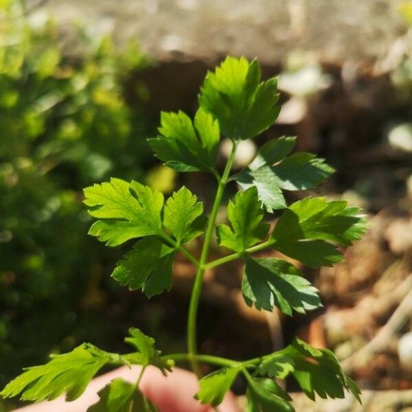 Petroselinum crispum Leaf