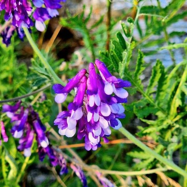 Vicia dasycarpa Цвят