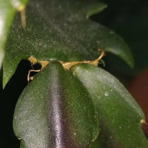 Schlumbergera truncata Folha