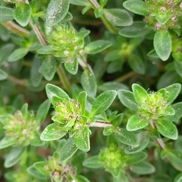 Thymus pulegioides Folio