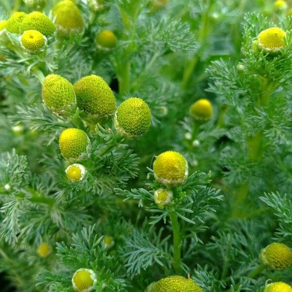 Matricaria discoidea Flower