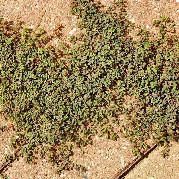 Euphorbia thymifolia Elinympäristö