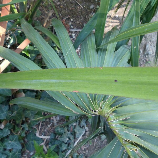 Sabal minor Leaf