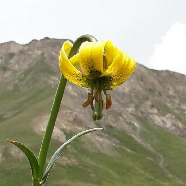 Lilium pyrenaicum Flower